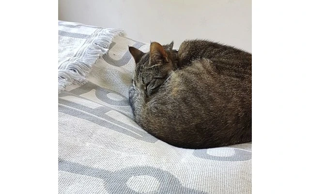 Pufz Decke Wohnwagen Weiß/grau 8 Pufz Decke Wohnwagen Weiß/grau – Bild 6